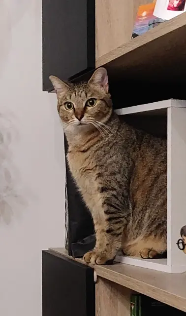 chatte reunited   33700 Mérignac Hopper