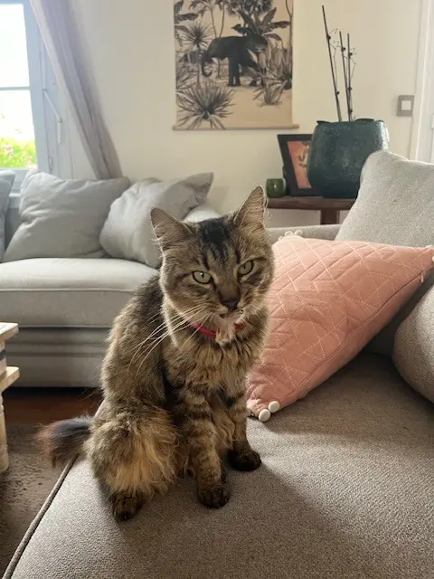 chatte reunited   33850 Léognan Ivoire
