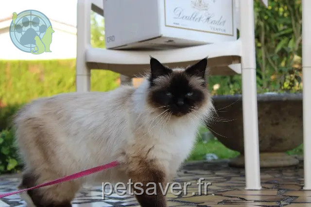chatte reunited   33370 Artigues-près-Bordeaux Jessy