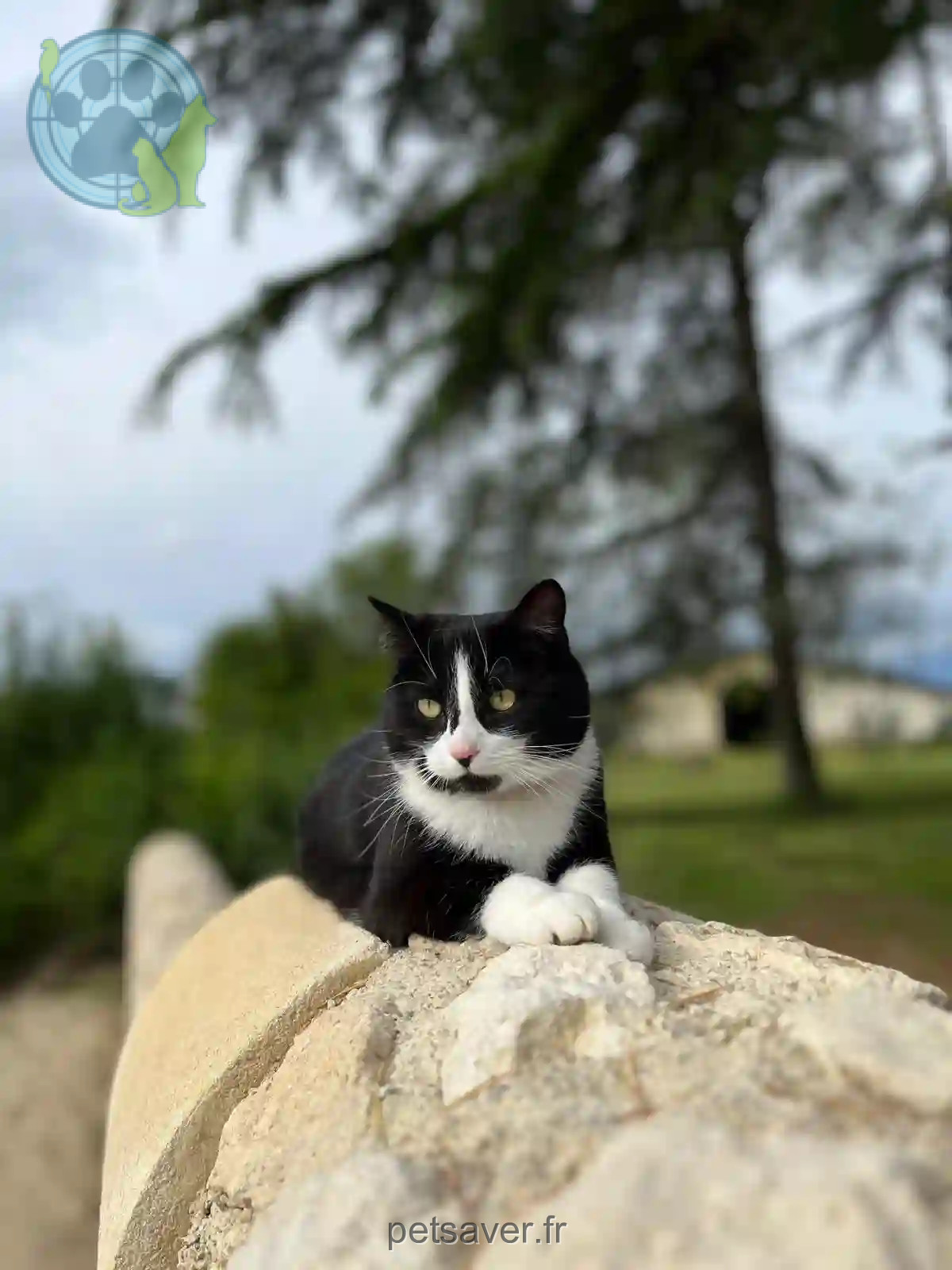 Chatte Trouvée 33 Gironde - Joy-joy Chatte Trouvée 33 Gironde - Joy-joy