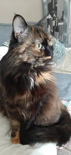 chatte reunited   33120 Arcachon Katou
