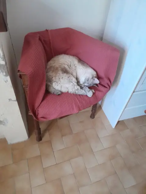 chatte reunited   33330 Saint-Émilion Kehops