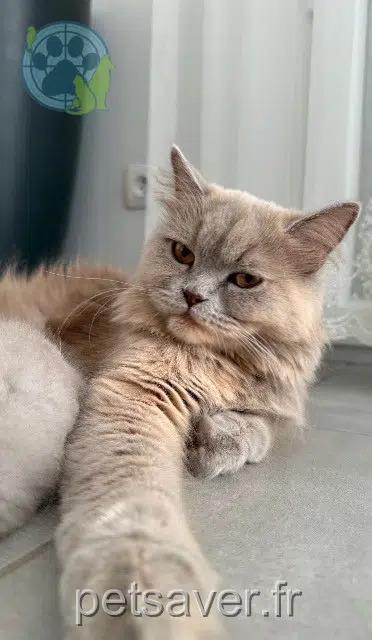 chatte reunited   33750 Beychac-et-Caillau Lady