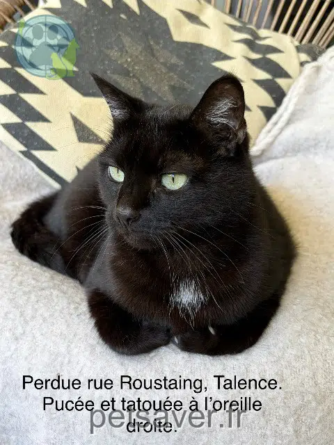 chatte reunited 33400 Talence Leia