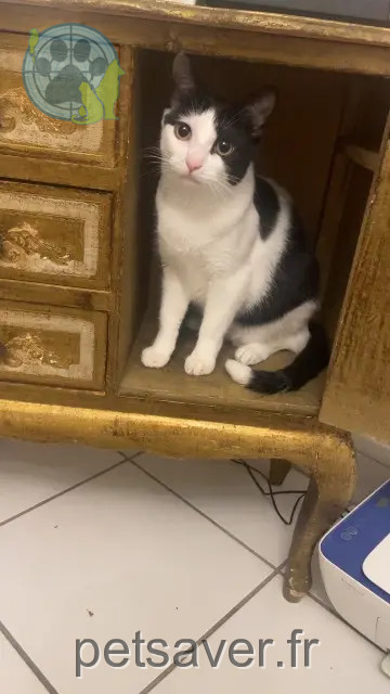 chatte reunited   33150 Cenon Lena
