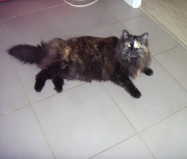 chatte retrouvée 33360 Cénac Lili chatte reunited 33360 Cénac Lili