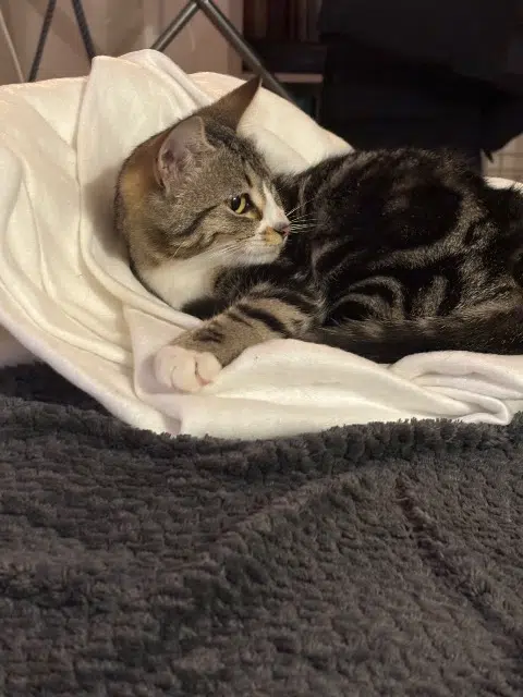 chatte reunited   33470 Gujan-Mestras Lili