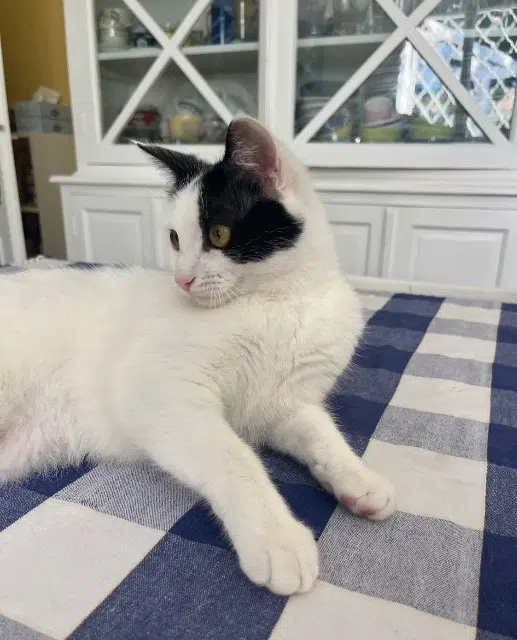 chatte reunited   33140 Villenave-d'Ornon Lily