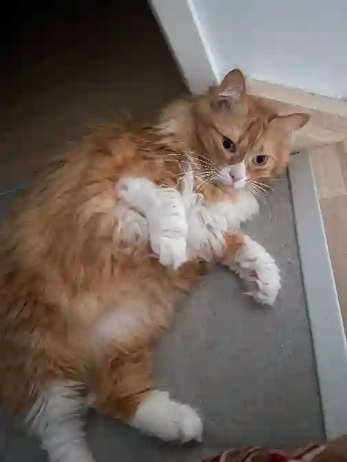 Chatte Trouvée 33 Gironde - Lou Chatte Trouvée 33 Gironde - Lou
