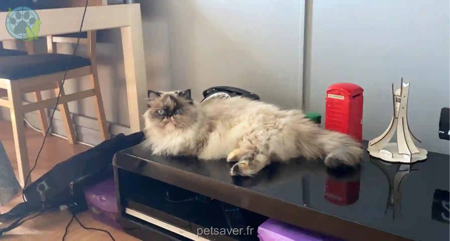 Chatte Trouvée 33 Gironde - Louna Chatte Trouvée 33 Gironde - Louna