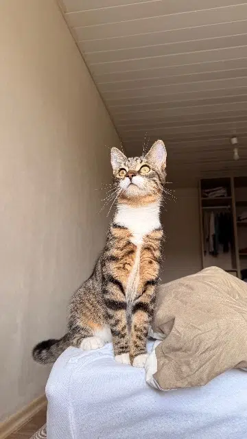 chatte reunited   33460 Margaux-Cantenac Talia