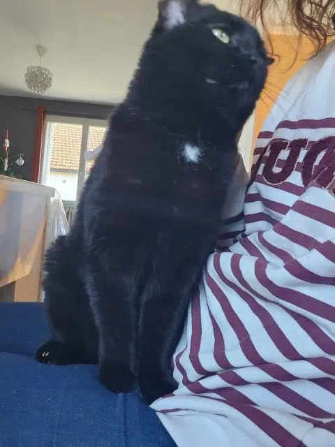 chatte reunited   33540 Sauveterre-de-Guyenne Maïka