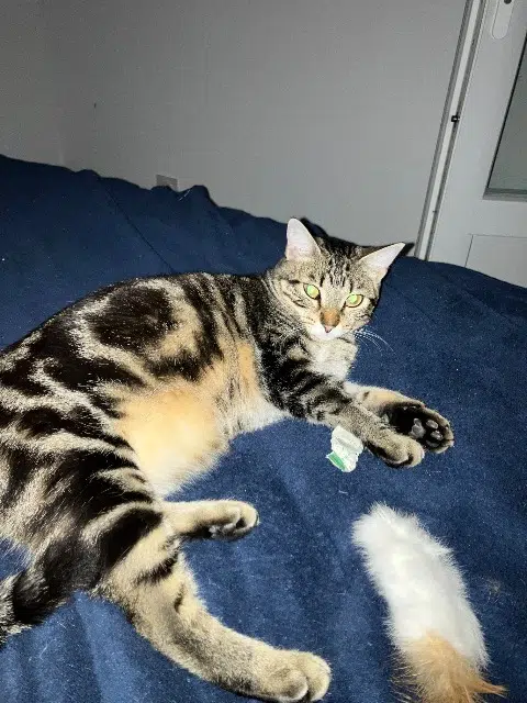 chatte reunited   33710 Bourg Michka