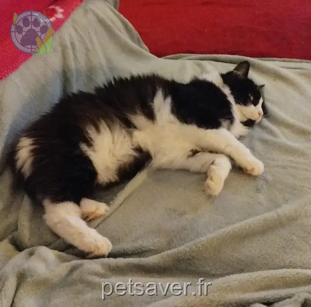 chatte reunited 33520 Bruges Millie