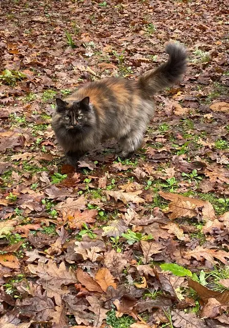 chatte reunited   33430 Le Nizan Mimi