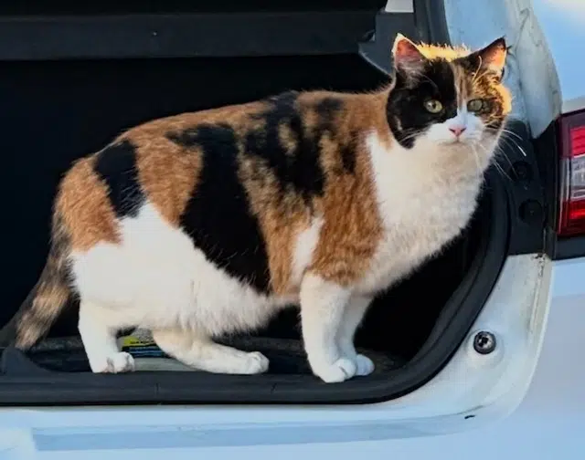 chatte reunited   33740 Arès Mimi