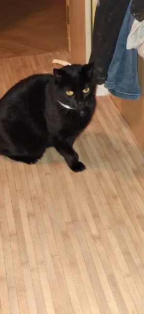 chatte reunited    La Teste-de-Buch Mimine