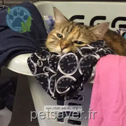chatte reunited 33210 Mazères Minette