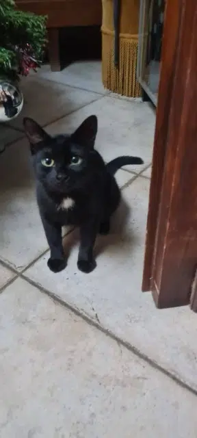 chatte reunited   33130 Bègles Mireille