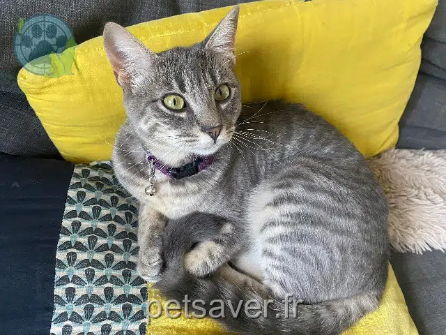 gatta reunited   33920 Saint-Girons-d'Aiguevives Moana