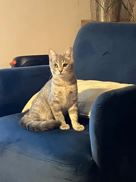 chatte reunited   33600 Pessac Mochi