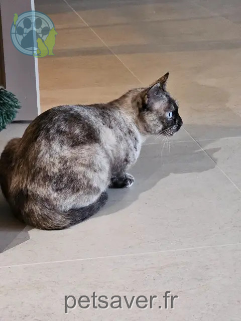 chatte reunited 33370 Bonnetan Molly