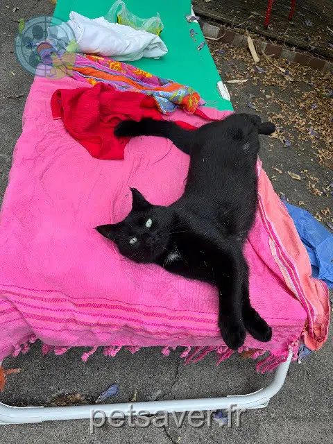 chatte reunited 33400 Talence Moon