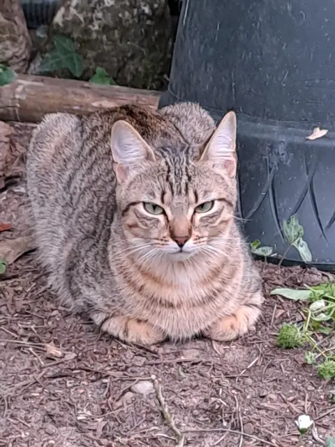 chatte reunited   33650 Saint-Médard-d'Eyrans MOON
