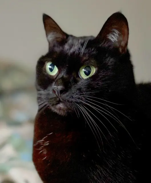 chatte reunited   33600 Pessac Morphée