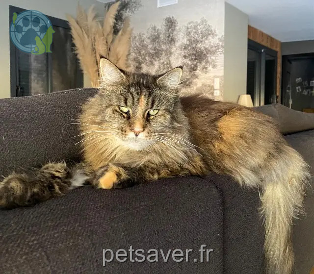 chatte reunited 33270 Bouliac Mya (minette à la naissance)