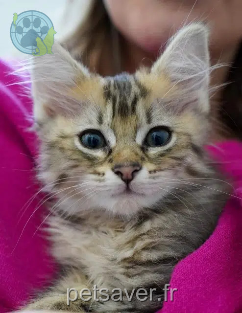 chatte reunited   33185 Le Haillan Myrtille