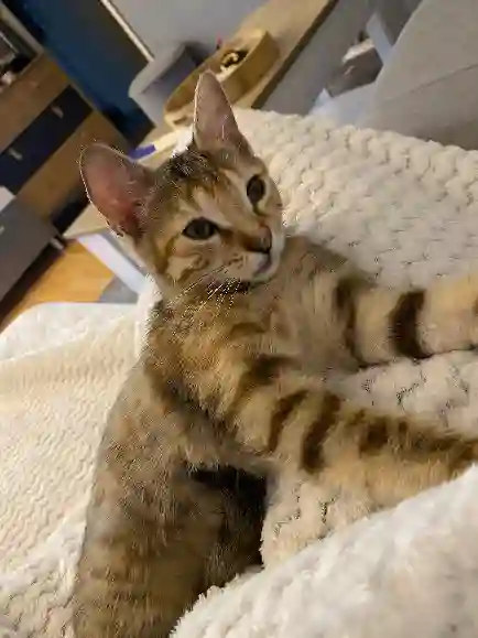 Chatte Trouvée 33 Gironde - Nala Chatte Trouvée 33 Gironde - Nala