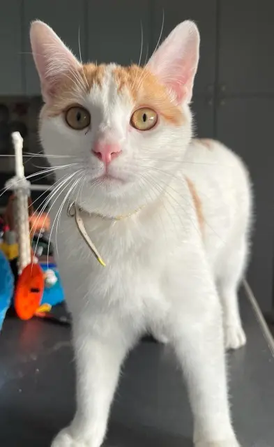 chatte reunited   33700 Mérignac Neige