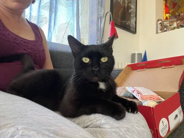 chatte reunited   33550 Villenave-de-Rions Noireaude