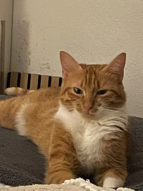 chatte reunited   33310 Lormont Nuggets