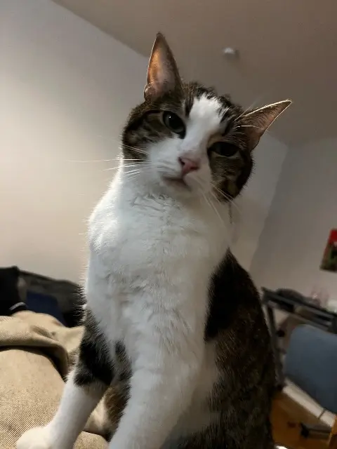 chatte reunited   33400 Talence Océane Bourguin