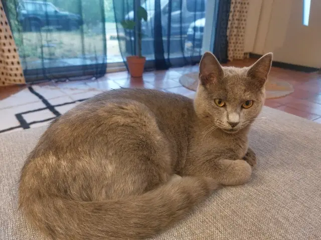 chatte reunited   33320 Le Taillan-Médoc Ony