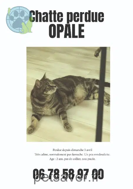chatte reunited   33560 Carbon-Blanc Opale