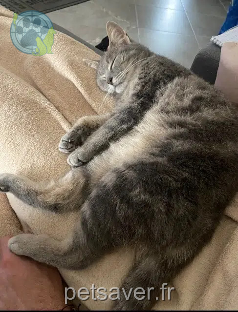 chatte reunited   33127 Saint-Jean-d'Illac Orna