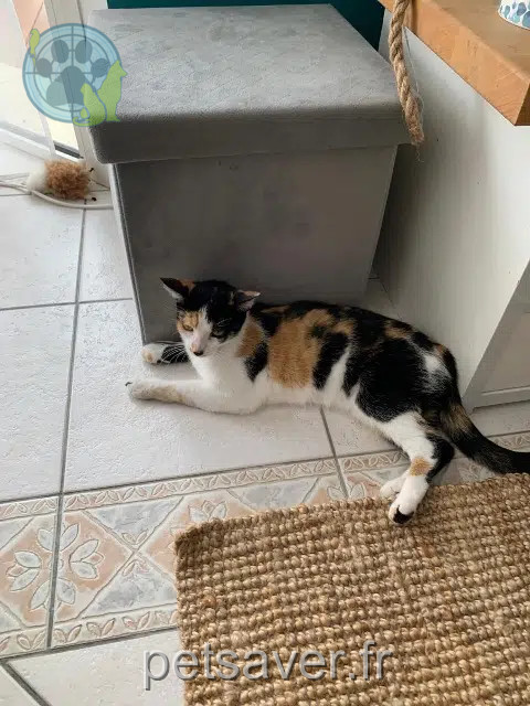 chatte reunited   33360 Camblanes-et-Meynac Perle