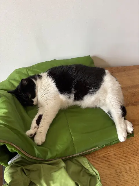 chatte reunited   33600 Pessac Pillow