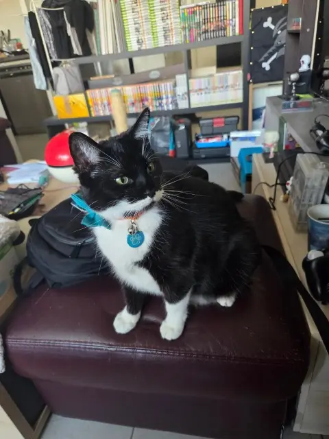 chatte reunited   33140 Villenave-d'Ornon Pippin