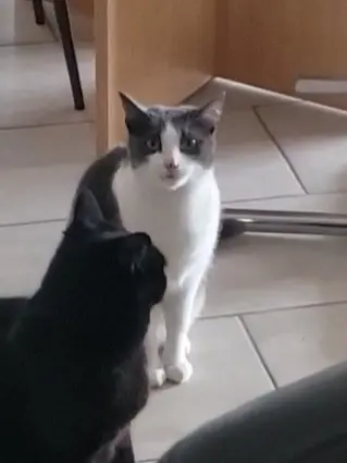 chatte reunited   33320 Eysines Pistache