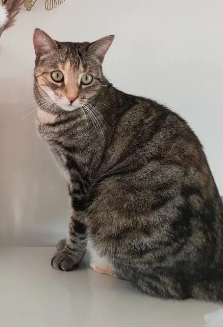 chatte reunited   33290 Ludon-Médoc Plume