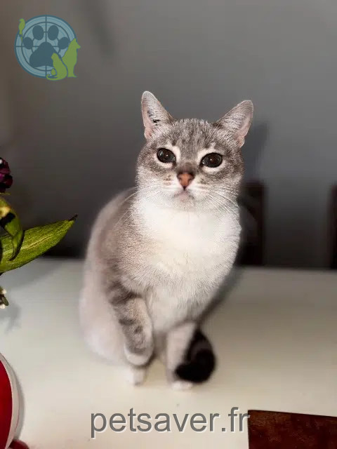 chatte reunited   33220 Saint-Avit-Saint-Nazaire Plume
