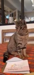 chatte reunited    La Teste-de-Buch plumette