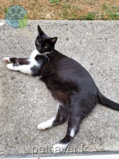 chatte reunited 33850 Léognan Poupou