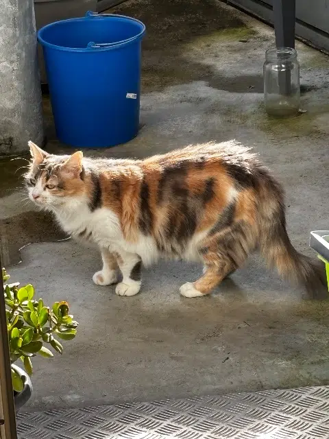 chatte reunited   33600 Pessac Praline