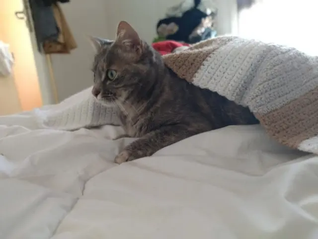 chatte reunited   33500 Libourne Raven