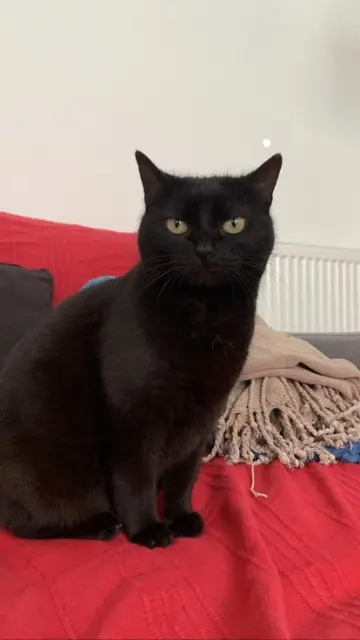 chatte reunited   33127 Saint-Jean-d'Illac Rose Dimodi